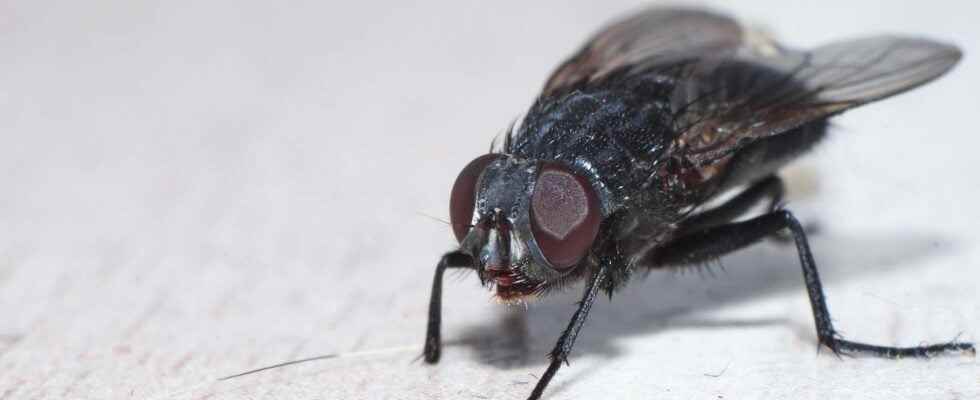 Beasts of science the fly and its integrated GPS