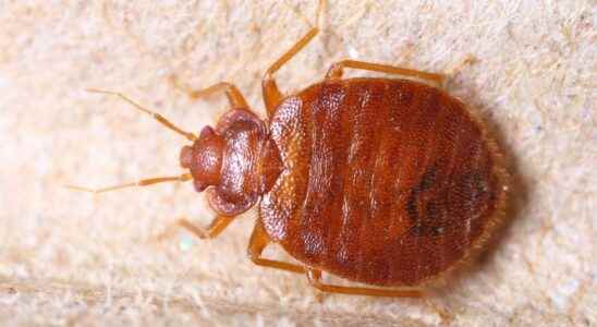 Bedbugs how to recognize and get rid of them