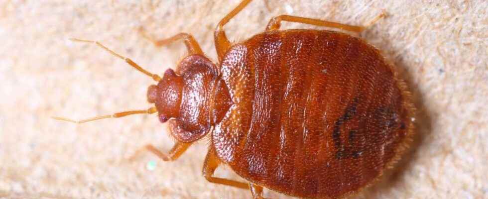 Bedbugs how to recognize and get rid of them