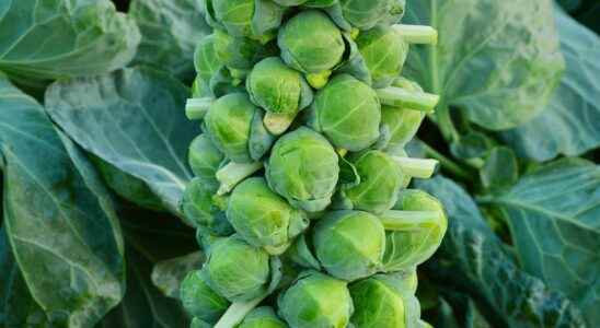Brussels sprouts what is it