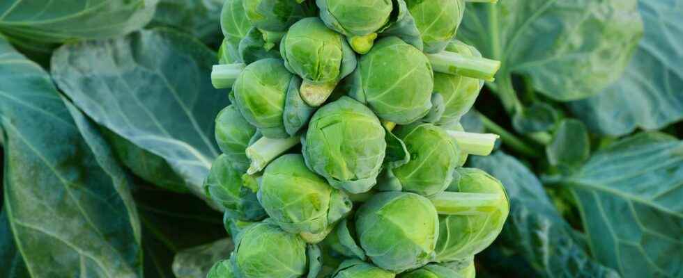 Brussels sprouts what is it