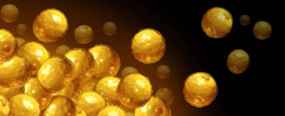 Can the coronavirus infect fat cells