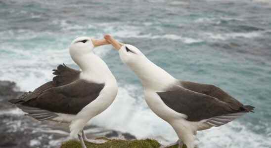 Climate change leads to chain divorce among albatrosses