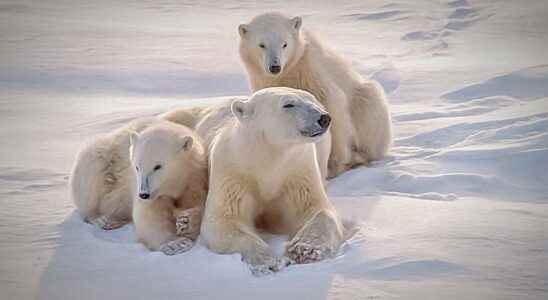 Could the polar bear live in Antarctica