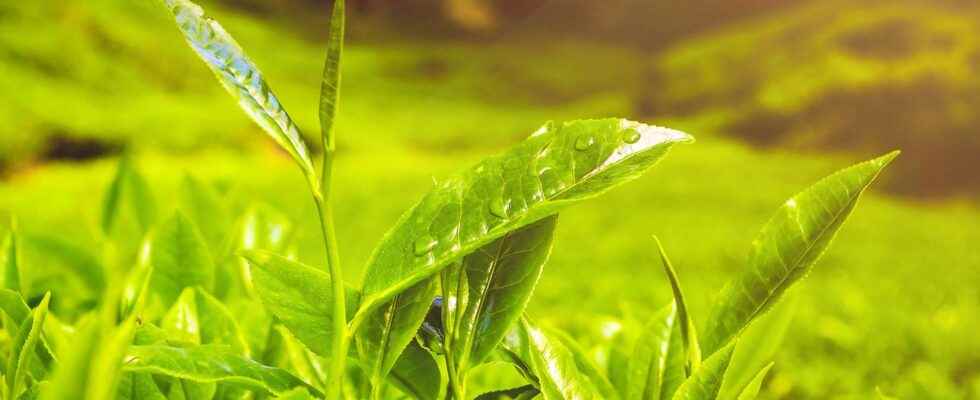 Green tea to reduce dark circles