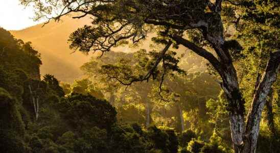 It only takes 20 years for the rainforest to regenerate