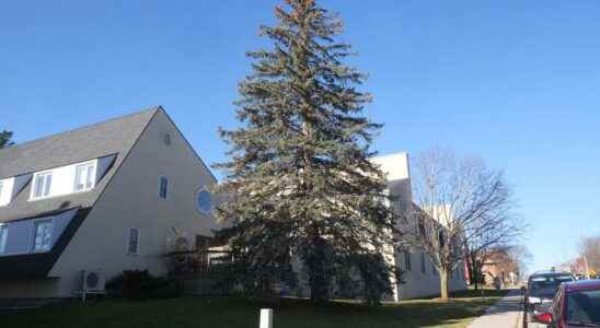Maple Manor Christmas tree shines bright