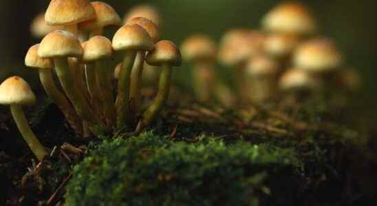 Microdosing when hallucinogenic mushrooms improve performance at work