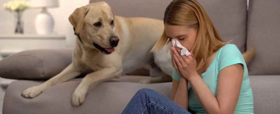 On the trail of a dog allergy vaccine