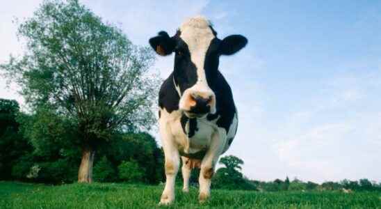 Organic milk and meat would have better nutritional qualities