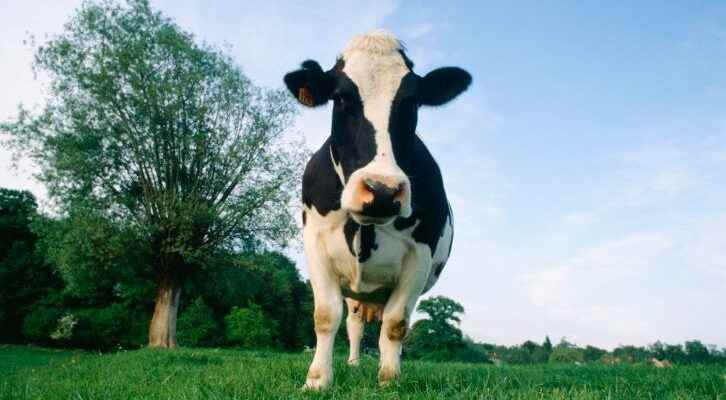 Organic milk and meat would have better nutritional qualities