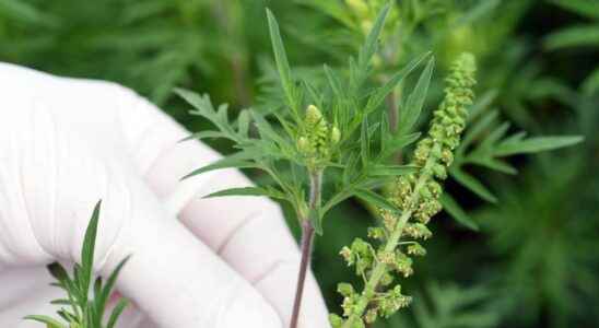 Ragweed pollen allergy what are the symptoms how to relieve