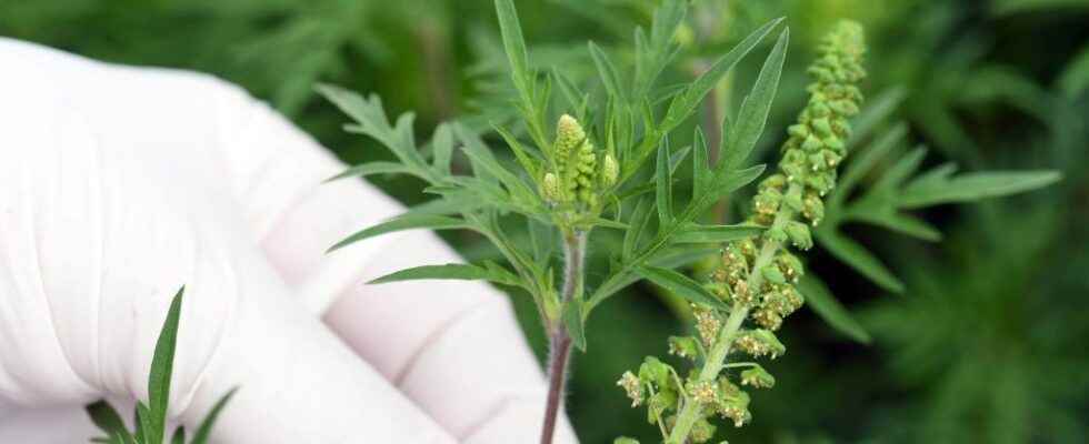 Ragweed pollen allergy what are the symptoms how to relieve