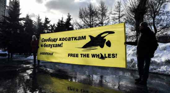 Russia closes whale prison