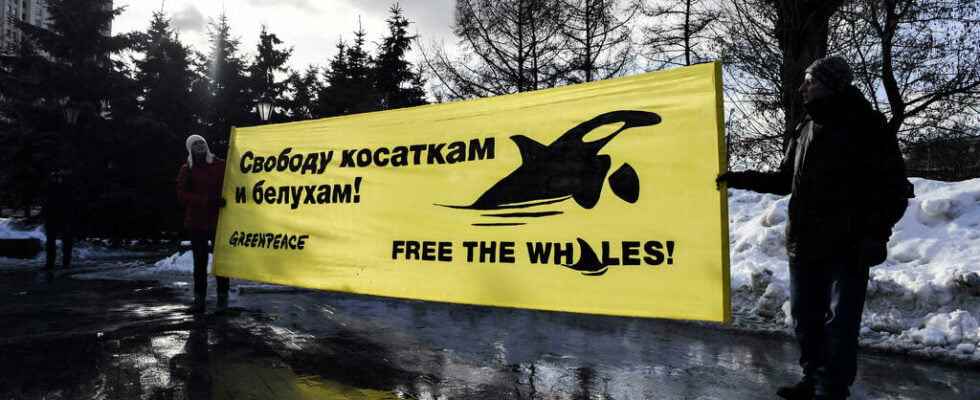 Russia closes whale prison