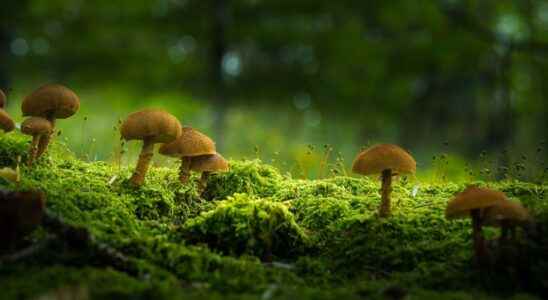 Soils with more fungi can store more carbon
