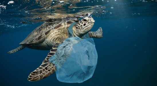 Species take advantage of plastic waste in the ocean to