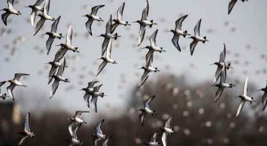 The migratory bird strategy to avoid overheating in flight