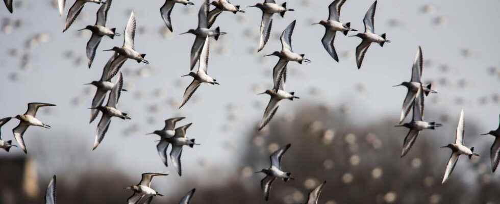 The migratory bird strategy to avoid overheating in flight