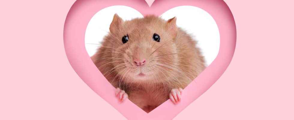 This little mouse can mend her heart on her own