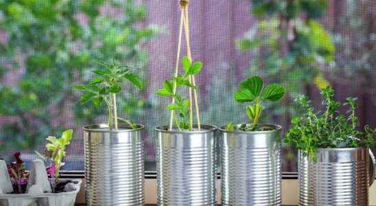 What object to recycle to make your seedlings