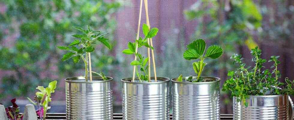 What object to recycle to make your seedlings