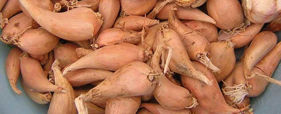 When and how to plant the gray shallot