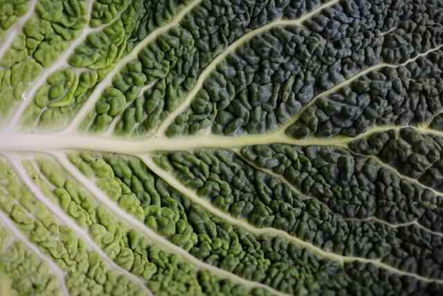 cabbage-leaf-g127a24684_1280