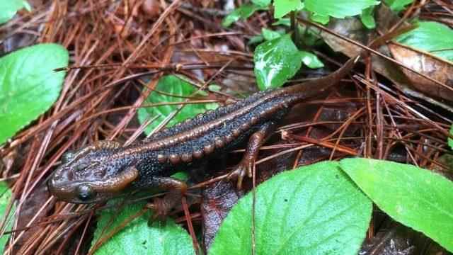 A species called crocodile salamander with stripes on it