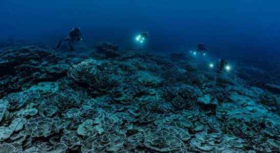 A huge intact coral reef discovered in Tahiti