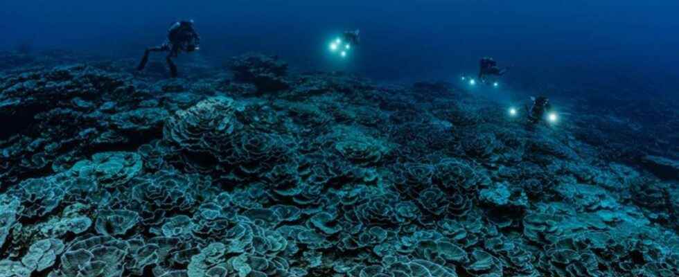 A huge intact coral reef discovered in Tahiti