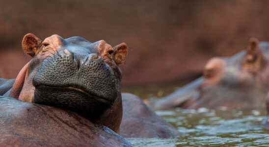 Animals of science hippos have voices