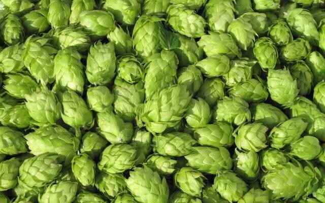 Aspirin in nature Those who learn the benefits of hops