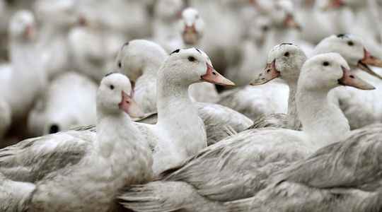 Avian flu what solutions to limit the slaughter of animals