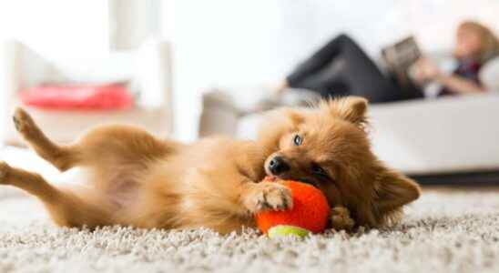Can a dog live happily in an apartment