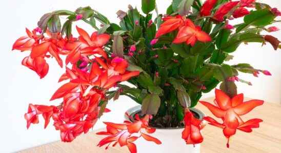 Christmas cactus what is it