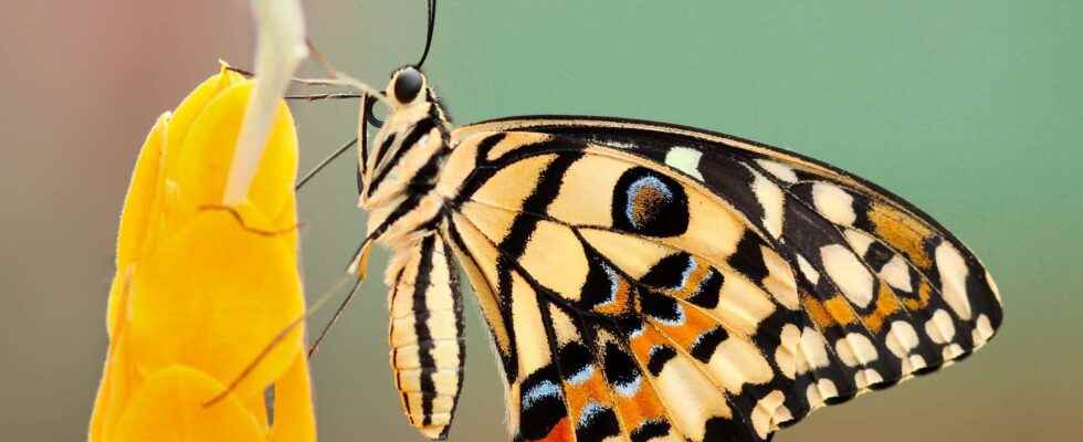 Citizen science participate in the conservation of butterflies on WhatsApp