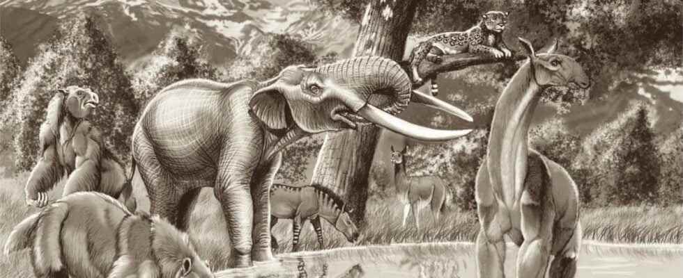 Closer to elephants or mastodons DNA analysis of a molar