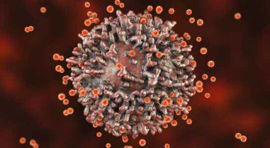 Common cold coronavirus immune cells confer protection against SARS CoV 2