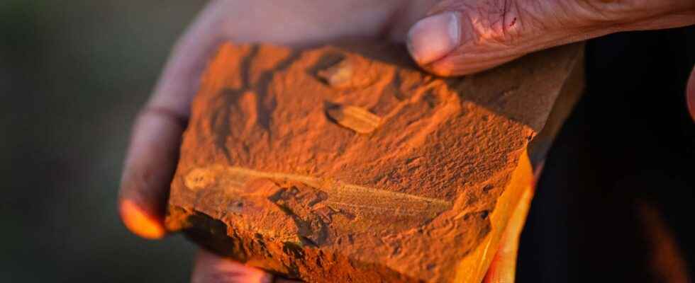Discovery of exceptional fossils in Australia that shed light on