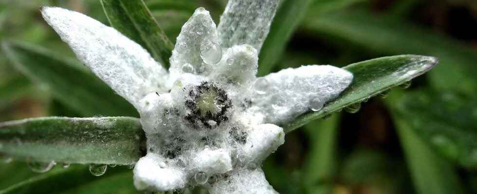 Edelweiss a fascinating mountain flower