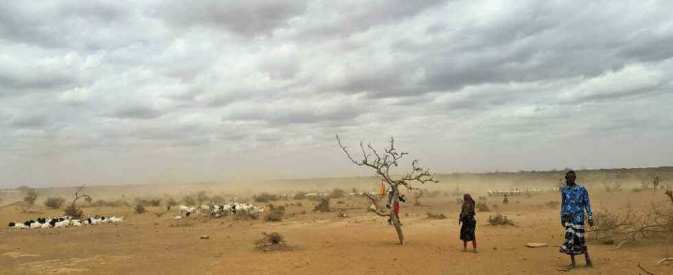 FAO warns of the urgency of aid to avoid a