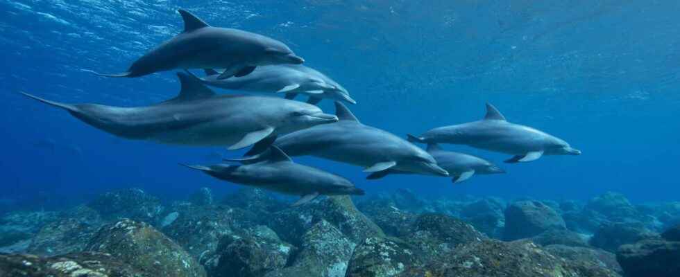 Female dolphins have a functioning clitoris