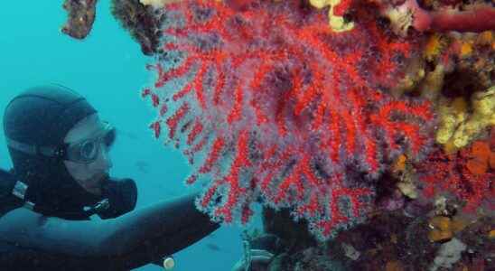 Heatwaves wipe out corals in the Mediterranean