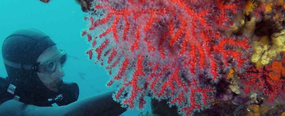 Heatwaves wipe out corals in the Mediterranean