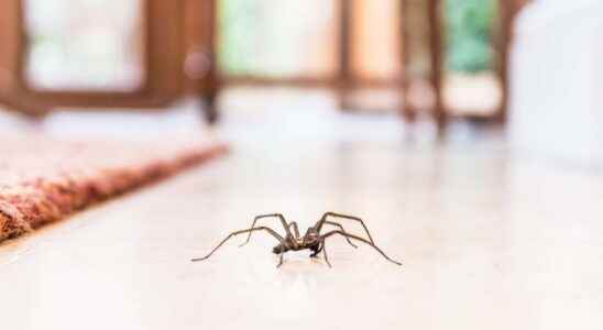 House spiders why shouldnt we kill them