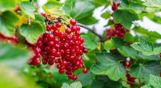 How to cut the currant in winter