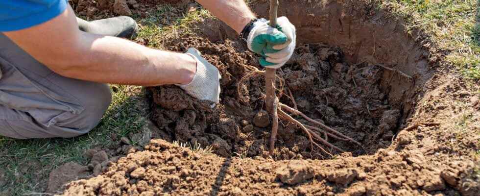 How to successfully plant bare root trees or shrubs