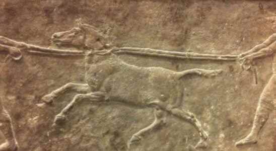 Hybrid donkeys for war 4500 years ago