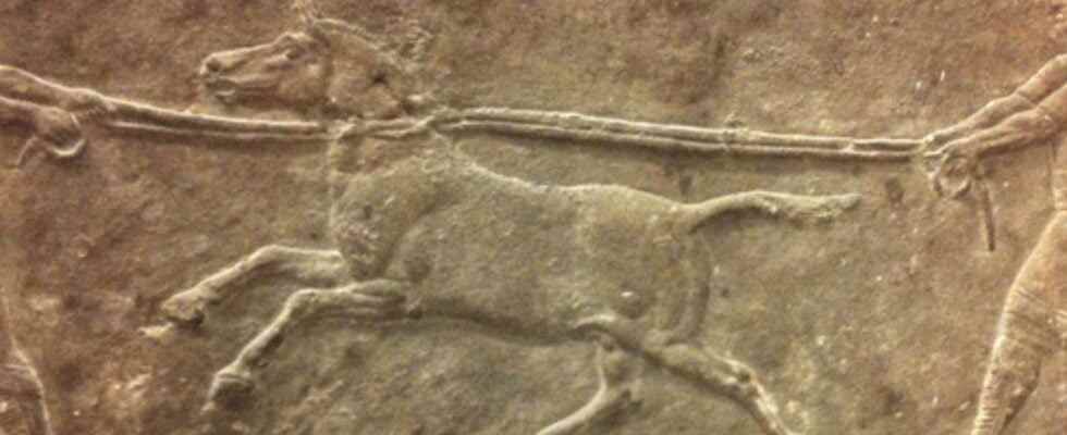 Hybrid donkeys for war 4500 years ago